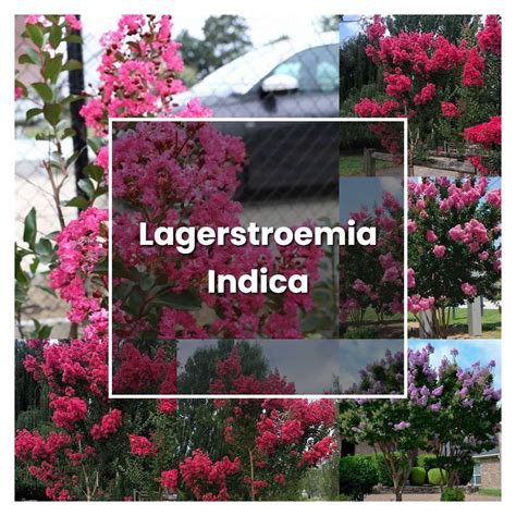 How to Grow Lagerstroemia Indica - Plant Care & Tips | NorwichGardener