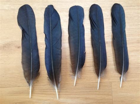 Crow Feathers hooded crow tail feathers real feathers