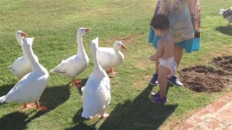 Niños Jugando con Animales, Chicos Jugando con Patos Boys Playing with Ducks - YouTube