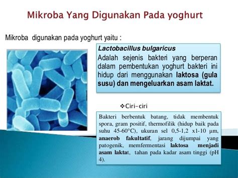 Ciri Ciri Bakteri Lactobacillus Bulgaricus – materisekolah.github.io