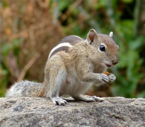 Indian Palm Squirrel | So cute... The Indian palm squirrel (… | Flickr