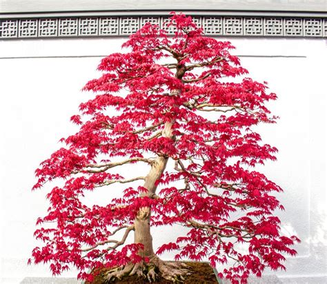 Red Maple tree bonsai stock photo. Image of little, garden - 69206252