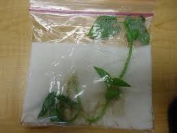 How to Grow a Lima Bean in a Bag | Growing lima beans, Plant experiments, Lima bean