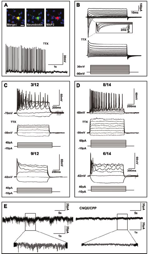 Electrophysiology of iNSC-derived neurons. (A) A recorded neuron ...