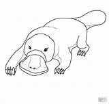 Platypus Coloring Pages  ColoringBay sketch template