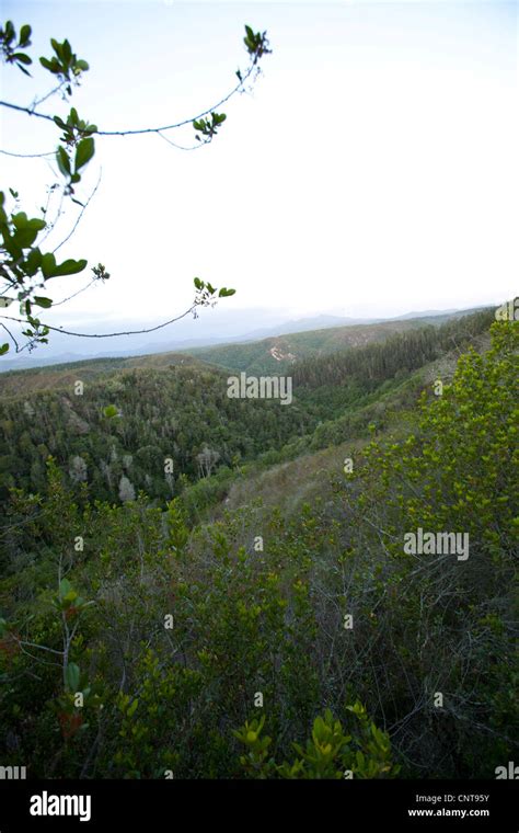 Knysna forest climate hi-res stock photography and images - Alamy