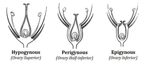 Match the stamen and carpel arrangements.