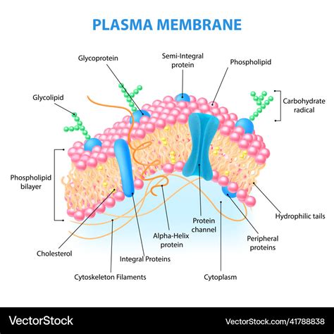 Cell membrane anatomy Royalty Free Vector Image