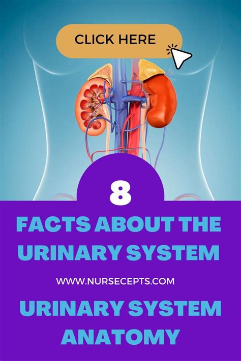 8 Facts About The Urinary System Every Nursing Student Should Know. | Nursing students, Nursing ...