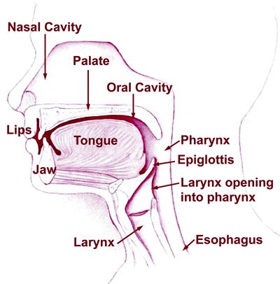 Obtaining a Surgical Airway | Anesthesia Key