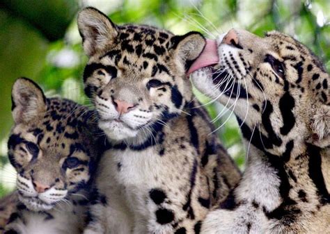 Clouded leopard cubs at Howletts - Gareth Fuller - PA Images/Getty Images | Wild cats, Clouded ...