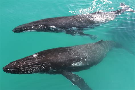 Whale Watching, Hervey Bay, Queensland - Queensland Holidays | Whale, Ocean dwellers, Australian ...