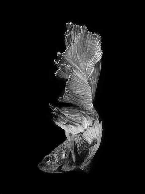 Stunning Portraits of Fish – Fubiz Media