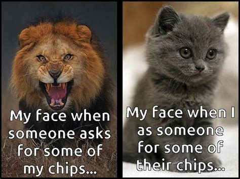 85 best Lion memes images on Pinterest | Lion memes, Animal funnies and ...