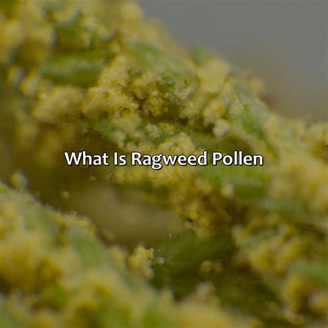 What Color Is Ragweed Pollen - colorscombo.com