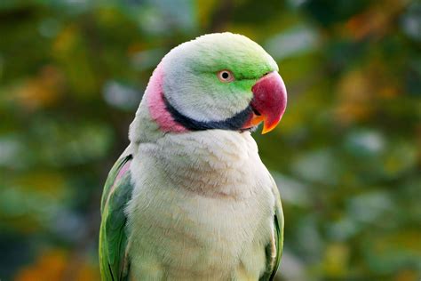 Rose-ringed Parakeet Wikipedia, 52% OFF