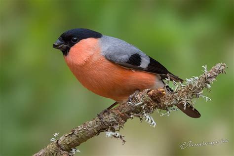 Eurasian Bullfinch | Greek Nature Encyclopedia