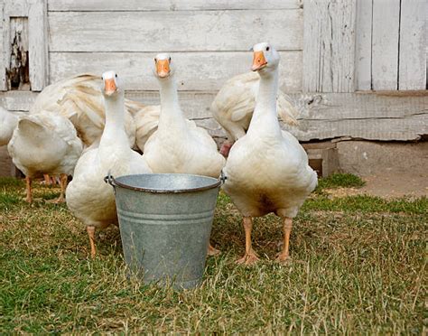 Duck Farm Stock Photos, Pictures & Royalty-Free Images - iStock