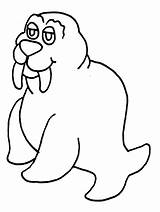 Free Walrus Coloring Page Download Png  sketch template