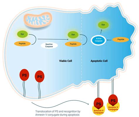 Apoptosis Assays | Assay Genie