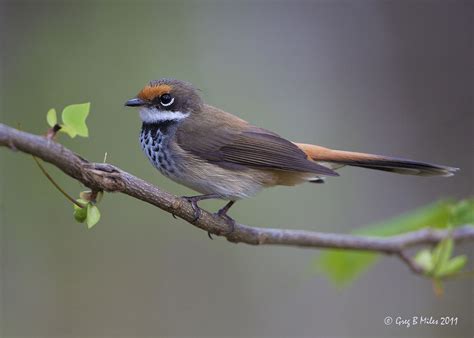 Rufous fantail - Wikipedia