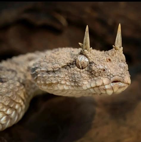 🔥 A desert horned viper (Cerastes cerastes)🔥🔥 : NatureIsFuckingLit | Cute reptiles, Beautiful ...