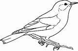 Blue Bird Coloring Page sketch template