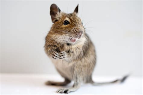 Degu - Worauf Sie bei der Haltung achten müssen