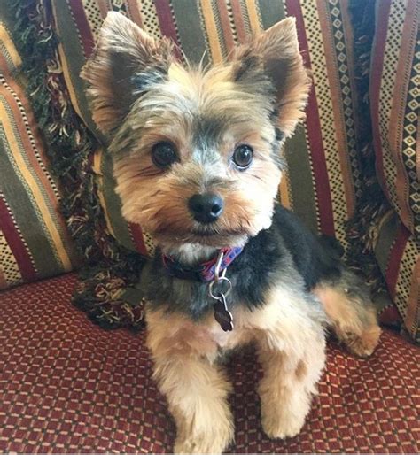 Yorkie Puppy Haircut Female & Puppy Yorkie Haircut | Yorkie puppy ...