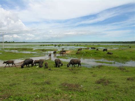 Water Buffalo Animal Facts | Bubalus bubalis | AZ Animals