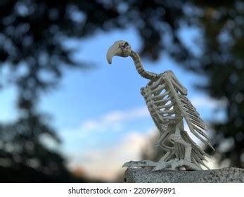 867 Vulture Skeleton Images, Stock Photos & Vectors | Shutterstock