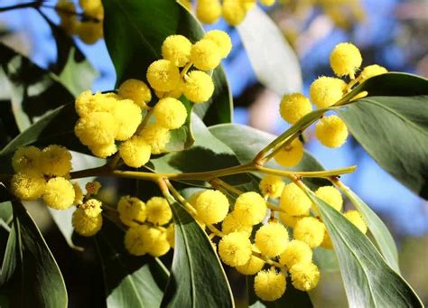 Wattle Tree Guide: How To Grow Wattle Trees | Lawn.com.au