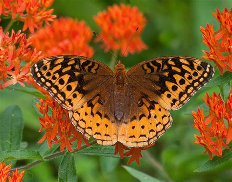 Great Spangled Fritillary - Alabama Butterfly Atlas | Beautiful ...