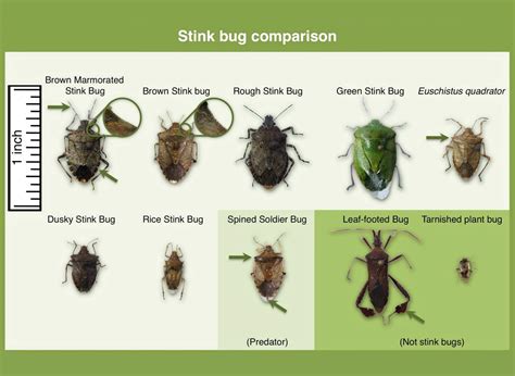 Extensive Research Devoted To Understanding Brown Marmorated Stink Bug ...