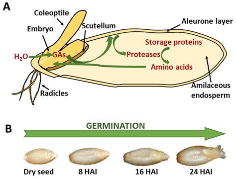 IJMS | Free Full-Text | Insights on the Proteases Involved in Barley and Wheat Grain Germination