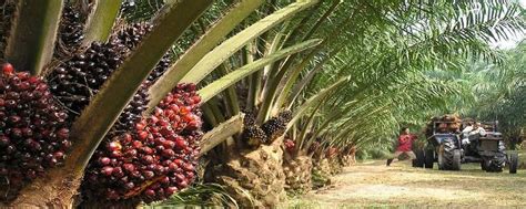 How to start palm oil production in Nigeria - Legit.ng