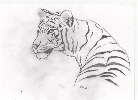 White Tiger Drawing by Colin Hockless - Fine Art America