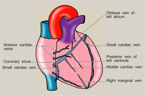 References in Anatomy of the heart - Surgery - Oxford International Edition