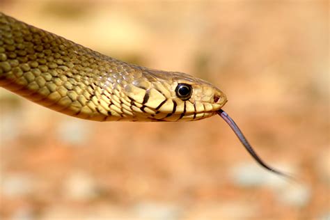 Indian Rat Snake: Nature’s Own Pest Control | RoundGlass | Sustain