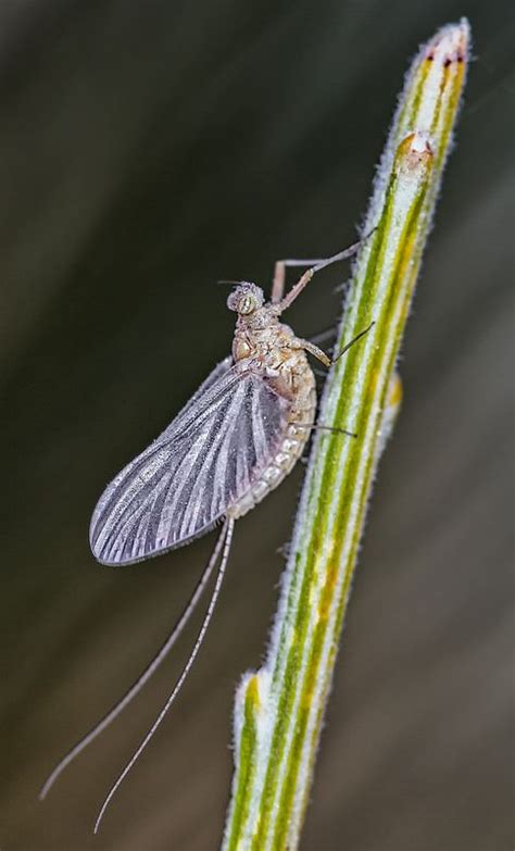 Ephemeroptera | Pictures of insects, Insects, Entomology