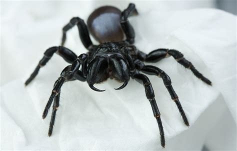 Police in Australia respond to reports of a 'violent domestic' to find man screaming at spider