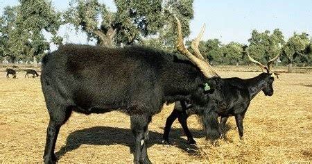 Verata Goat Meat, Milk, Weight, Size, Facts, Breed, Price