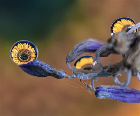 Shooting Water Droplet Macro Photography without a Macro Lens