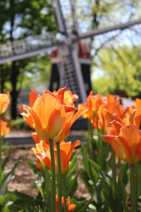 78th Annual Tulip Festival – Vibrant Orange City, Iowa