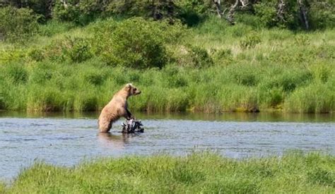 Katmai National Park: Your Guide To This Wildlife Haven