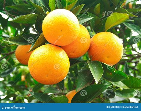 Orange fruit on a tree stock photo. Image of farming - 26680478