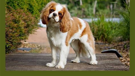 Cavalier King Charles Spaniel Full Grown