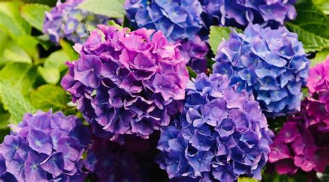 Purple Flowering Shrubs: 21 Bushes That Have Purple Flowers