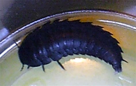 Carrion Beetle Larva - What's That Bug?