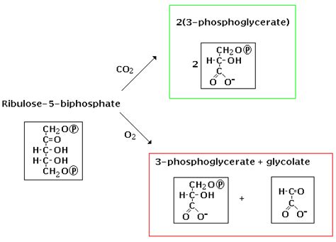 ribulose